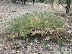 Astragalus allochrous