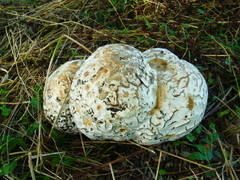 Calvatia nipponica