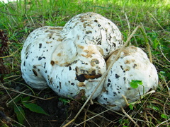Calvatia nipponica