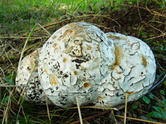 Calvatia nipponica