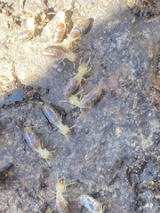 Termitinae