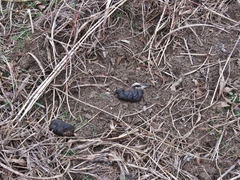 Sus scrofa domesticus