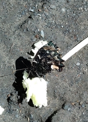 Steremnia monachella