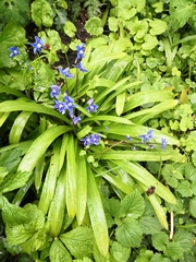 Scilla amoena