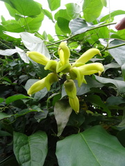 Mucuna sloanei