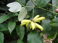 Mucuna sloanei