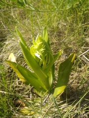 Himantoglossum hircinum