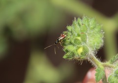 Tupiocoris californicus
