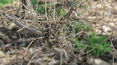 Podosphaera phytoptophila