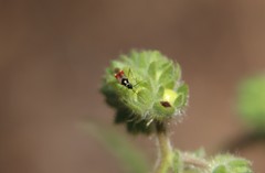 Tupiocoris californicus