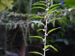 Aloysia polystachya