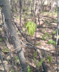 Podosphaera phytoptophila