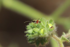 Tupiocoris californicus