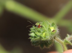 Tupiocoris californicus