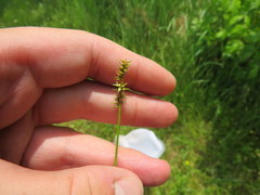 Carex texensis