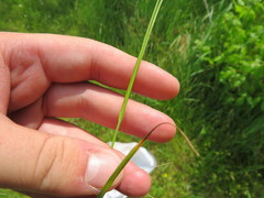 Carex texensis