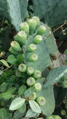 Opuntia tunoidea