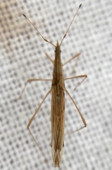 Berytinus