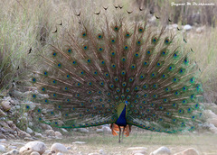 Pavo cristatus