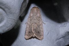 Athetis erigida