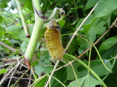 Mucuna sloanei