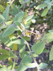 Lepechinia cardiophylla