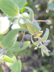 Lepechinia cardiophylla