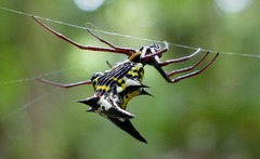 Micrathena raimondi