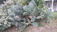 Opuntia tunoidea