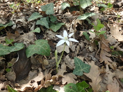 Ornithogalum woronowii