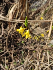 Forsythia viridissima