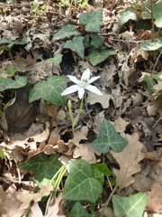 Ornithogalum woronowii