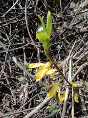 Forsythia viridissima