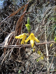 Forsythia viridissima
