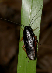 Ischnoptera deropeltiformis image