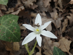 Ornithogalum woronowii