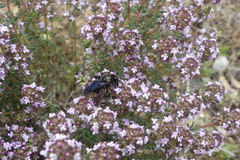 Andrena albopunctata