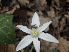 Ornithogalum woronowii