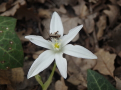 Ornithogalum woronowii