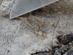 Centruroides elegans