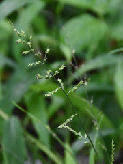 Microstegium ciliatum