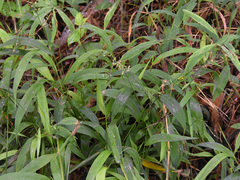 Microstegium ciliatum