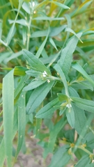 Buglossoides arvensis