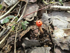 Microstoma protractum