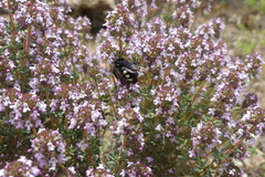 Andrena albopunctata