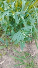 Buglossoides arvensis