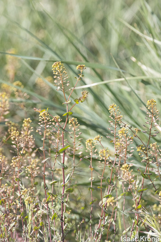 Clasping pepperweed (Lepidium perfoliatum)