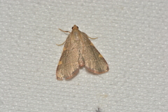 Hypsopygia binodulalis