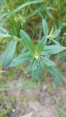 Buglossoides arvensis