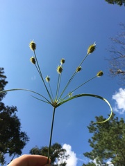 Cyperus plukenetii